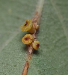 Andricus lustrans