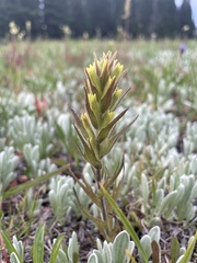 Castilleja cryptantha