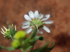 Calotis multicaulis