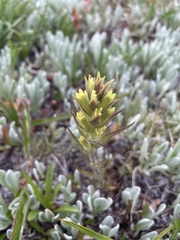 Castilleja cryptantha
