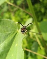 Tessarecphora arachnoides