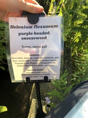 Helenium flexuosum