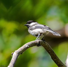 Poecile atricapillus