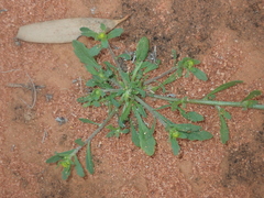 Calotis multicaulis