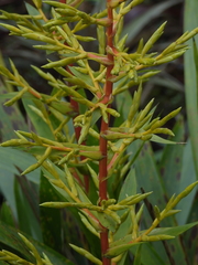 Guzmania diffusa