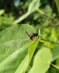 Tessarecphora arachnoides
