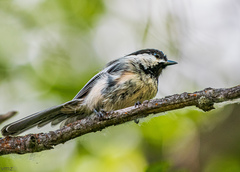 Poecile atricapillus