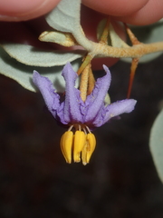 Solanum orbiculatum