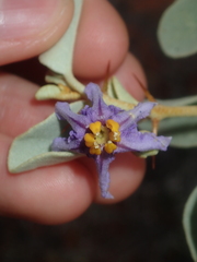 Solanum orbiculatum