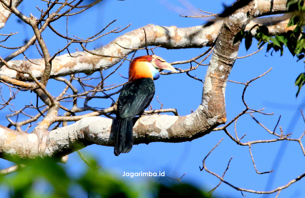 Sumba Hornbill photo
