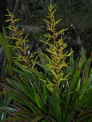 Guzmania diffusa
