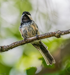 Poecile atricapillus