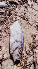 Seriola