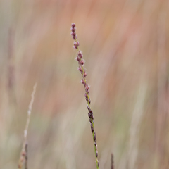 Digitaria brownii