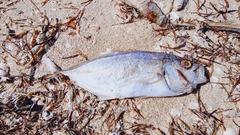 Seriola