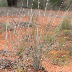 Aristida jerichoensis