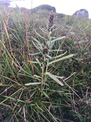 Omalotheca norvegica