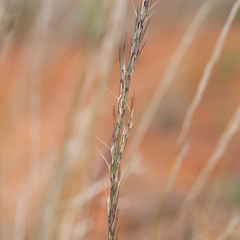 Aristida jerichoensis