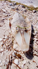 Pseudobatos lentiginosus