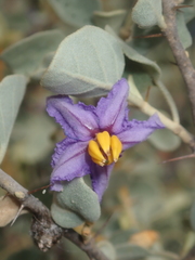 Solanum orbiculatum