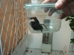 Tliltocatl epicureanus