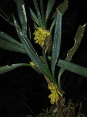 Maxillaria aggregata