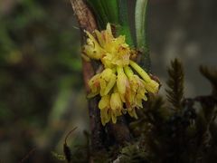 Maxillaria aggregata