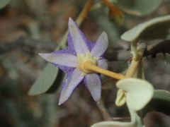 Solanum orbiculatum