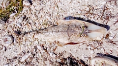 Pseudobatos lentiginosus