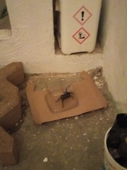 Tliltocatl epicureanus