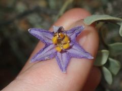 Solanum orbiculatum