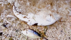Pseudobatos lentiginosus
