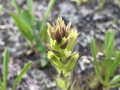 Castilleja cryptantha