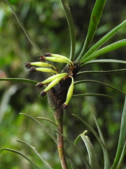 Maxillaria aggregata