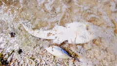 Pseudobatos lentiginosus