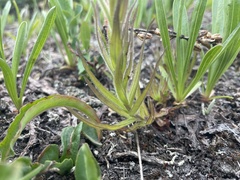 Castilleja cryptantha