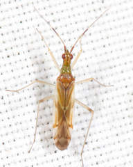 Dicyphus famelicus