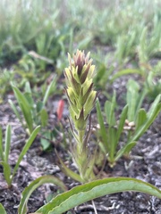 Castilleja cryptantha