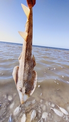Pseudobatos lentiginosus