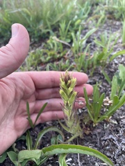 Castilleja cryptantha