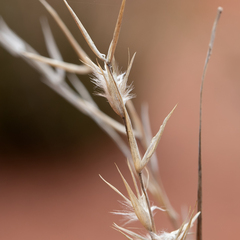 Monachather paradoxus