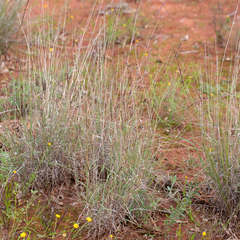 Digitaria brownii