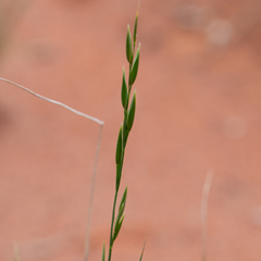 Monachather paradoxus