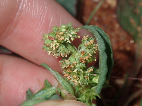 Image of Rumex hypogaeus by (c) Thomas Mesaglio, some rights reserved (CC BY)