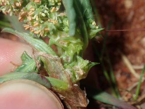 Image of Rumex hypogaeus by (c) Thomas Mesaglio, some rights reserved (CC BY)