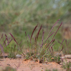Tripogonella loliiformis