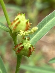 Microstachys chamaelea