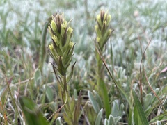 Castilleja cryptantha