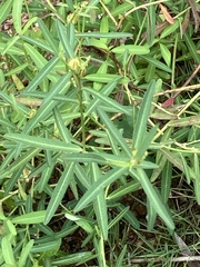 Microstachys chamaelea