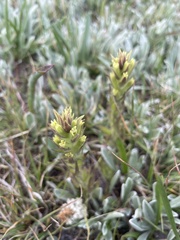 Castilleja cryptantha